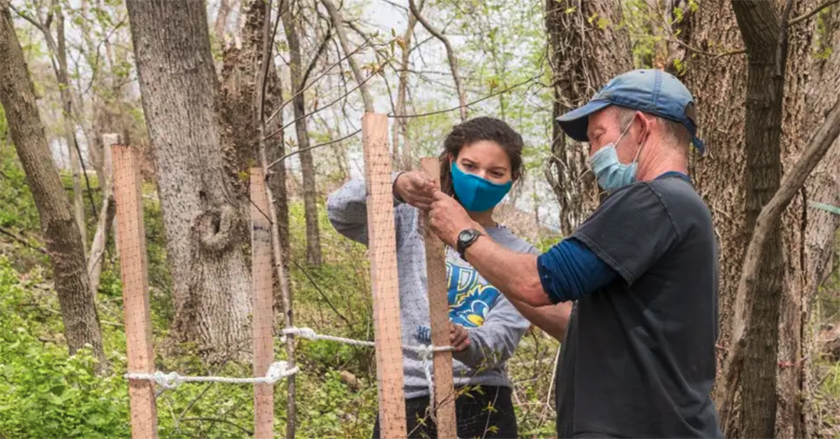 UD volunteers help transform dying urban forest. Two people pictured putting netting around posts.